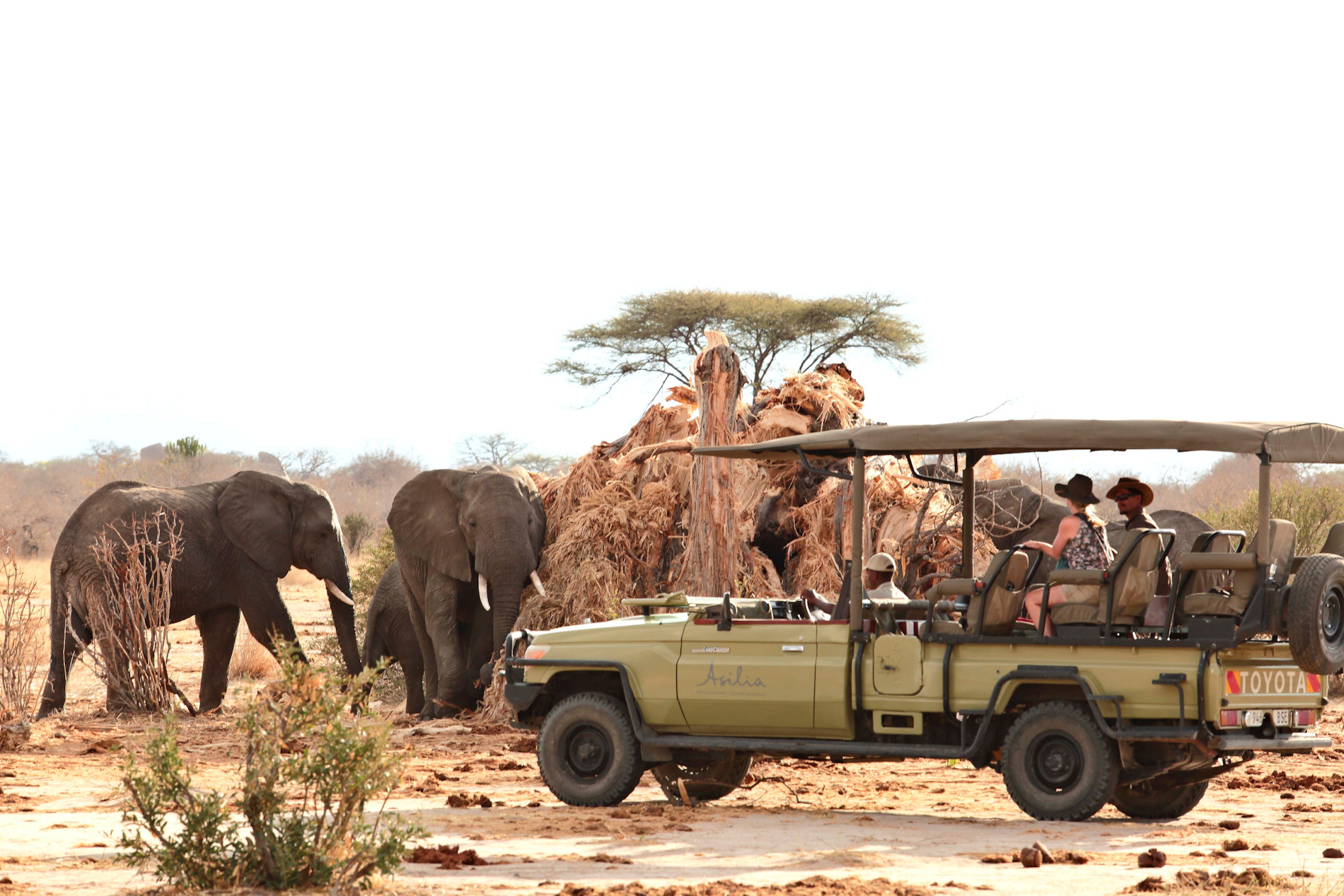 Jabali Elephant Baobab Upclose Ruaha NP Tanzania © Asilia Africa