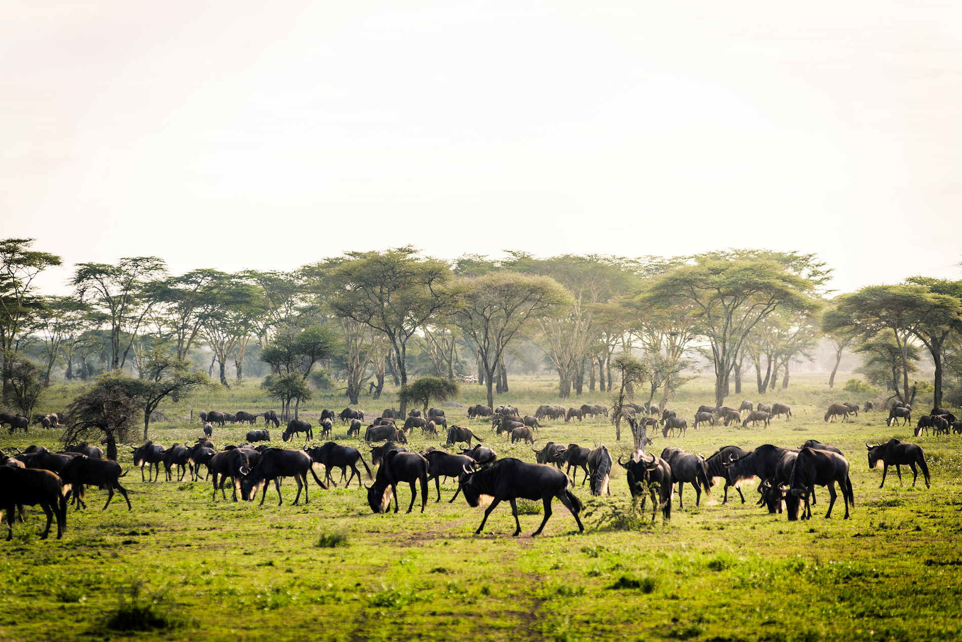 Wildtiere, Sanctuary Kichakani Serengeti Camp, Tansania